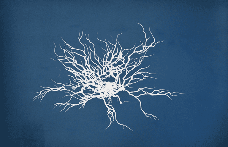 Neurones n°5, 2017, acrylique sur bois, 65 x 100 cm